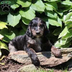 Megan, Irish Doodle Puppy